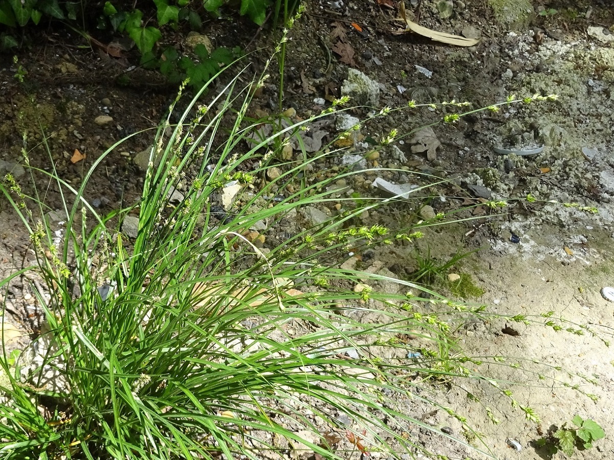 Carex divulsa (Cyperaceae)